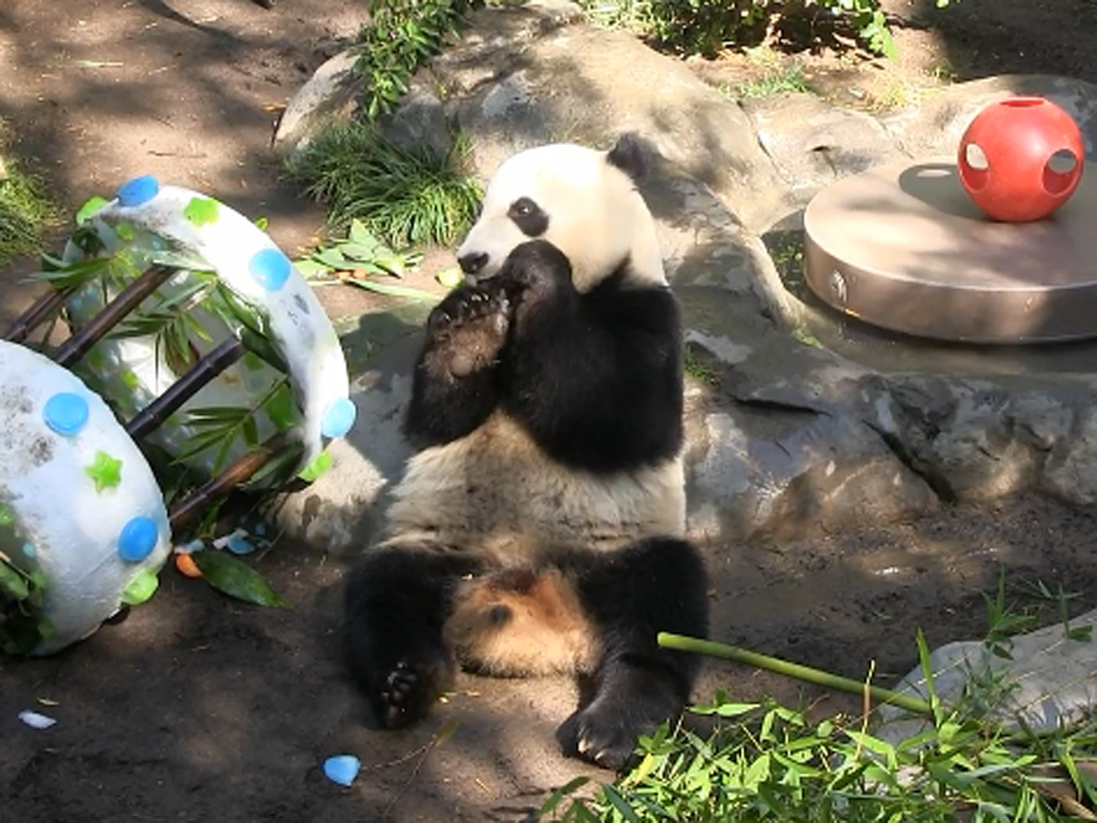 Panda Yun-Zi celebrates second birthday with some cake - CBS News