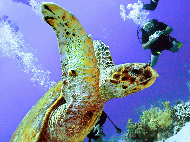 Rare sea turtle spared from Egypt butcher block - CBS News