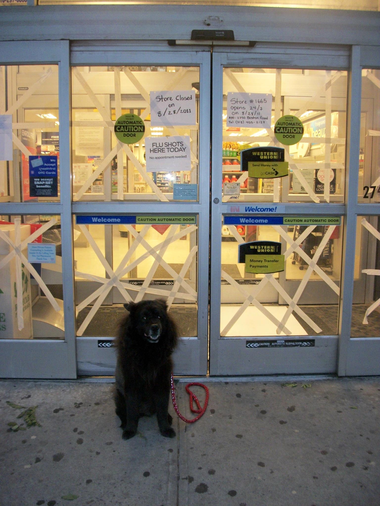 my-beautiful-dog-cookie-in-front-of-rite-aid-bronx-ny-credit-facebook-fan-pic-by-rosa-margarita.jpg 