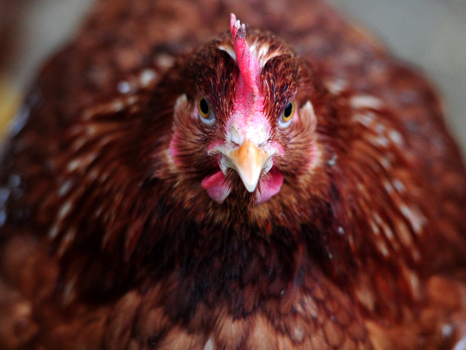 Close Up Fuck Cum - Study: Hens can reject sperm from randy roosters - CBS News