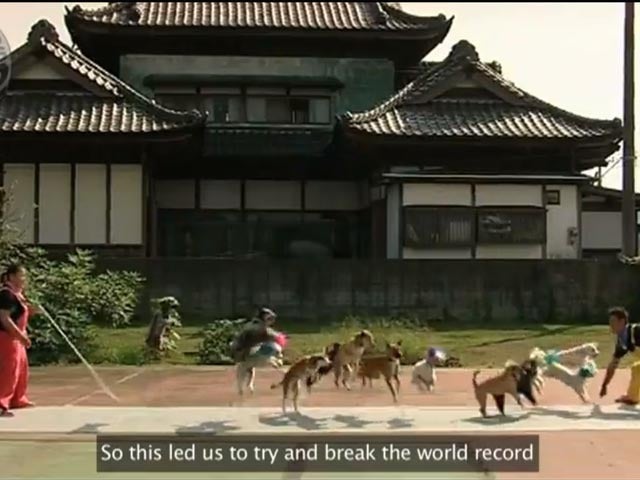 Dogs Jumping Rope Thirteen dogs jump rope for a new world record - CBS News