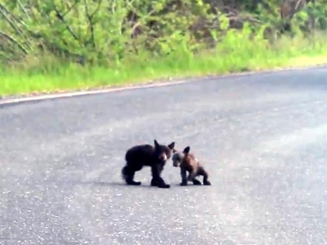 These bear cubs play fighting : r/aww