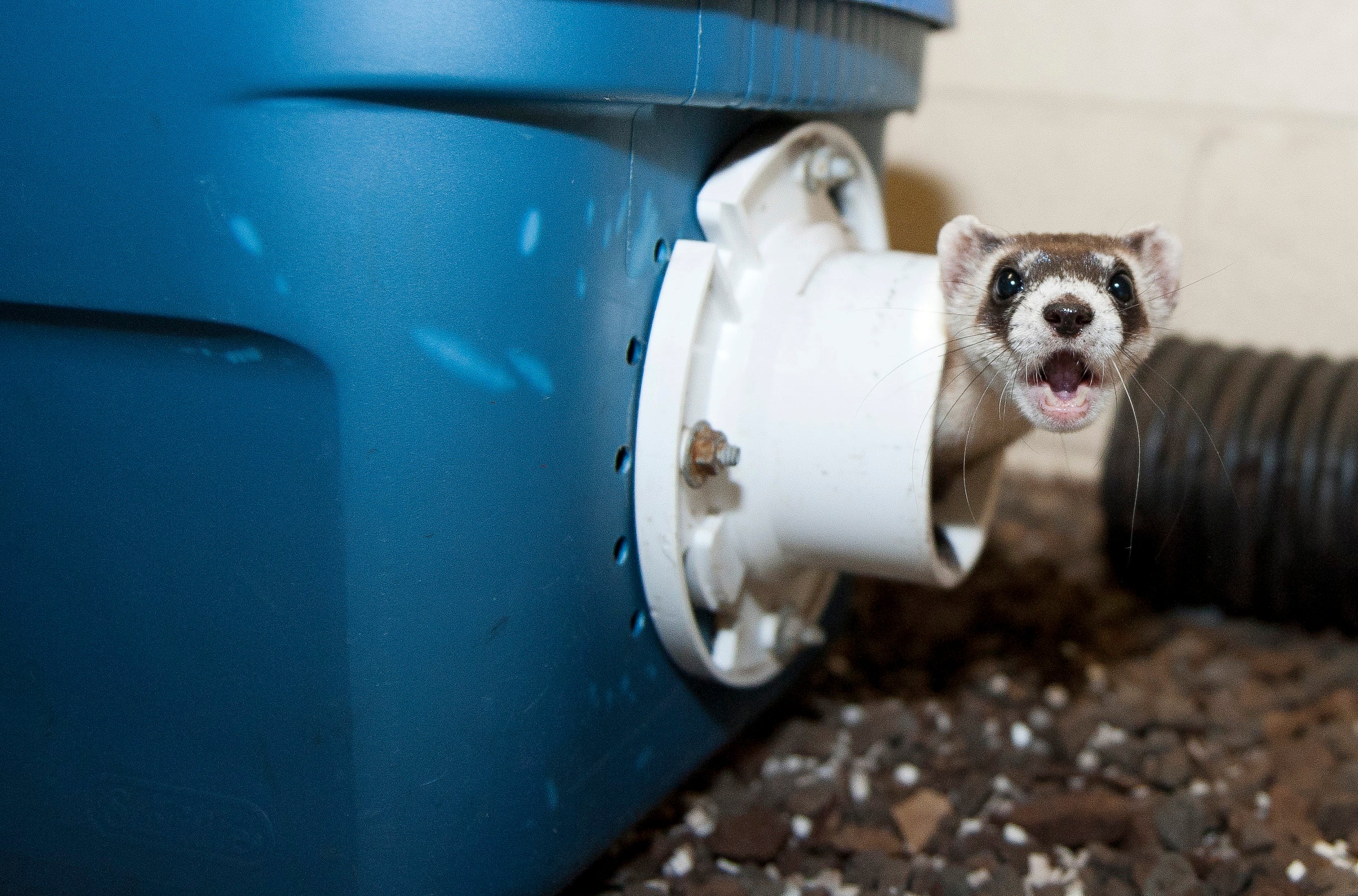Endangered ferrets go to "boot camp" in Va. CBS News