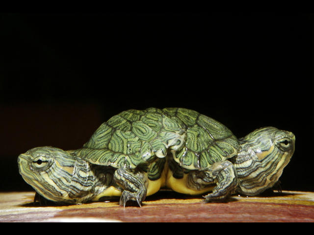 turtle.jpg 