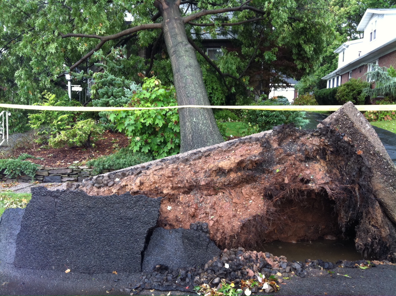 Toppled Tree in Palisades Park 