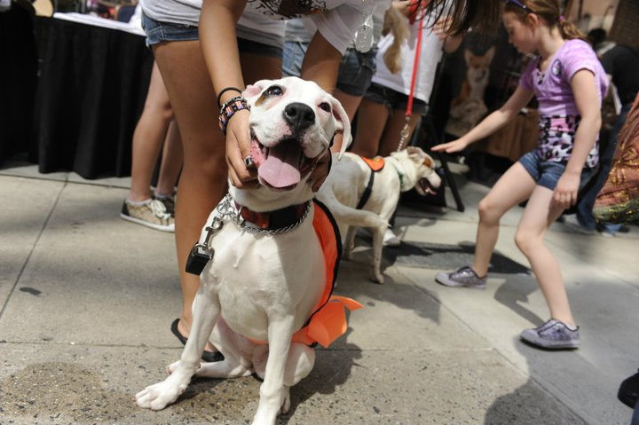 Mayor's Alliance For NYC's Animals Adoptable Dogs 