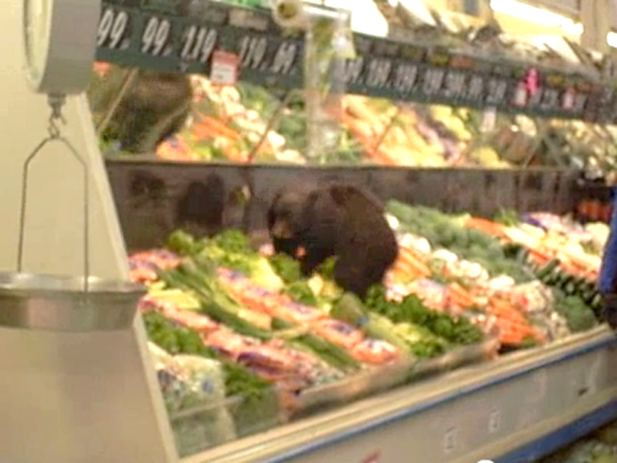 Cute black bear cub wanders into grocery store in Alaska CBS News