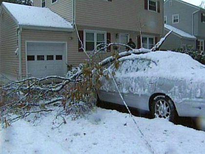 Tree on car in Bloomfield 
