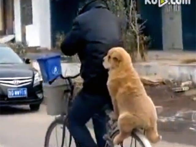 Man and his dog ride a bike down the street - CBS News