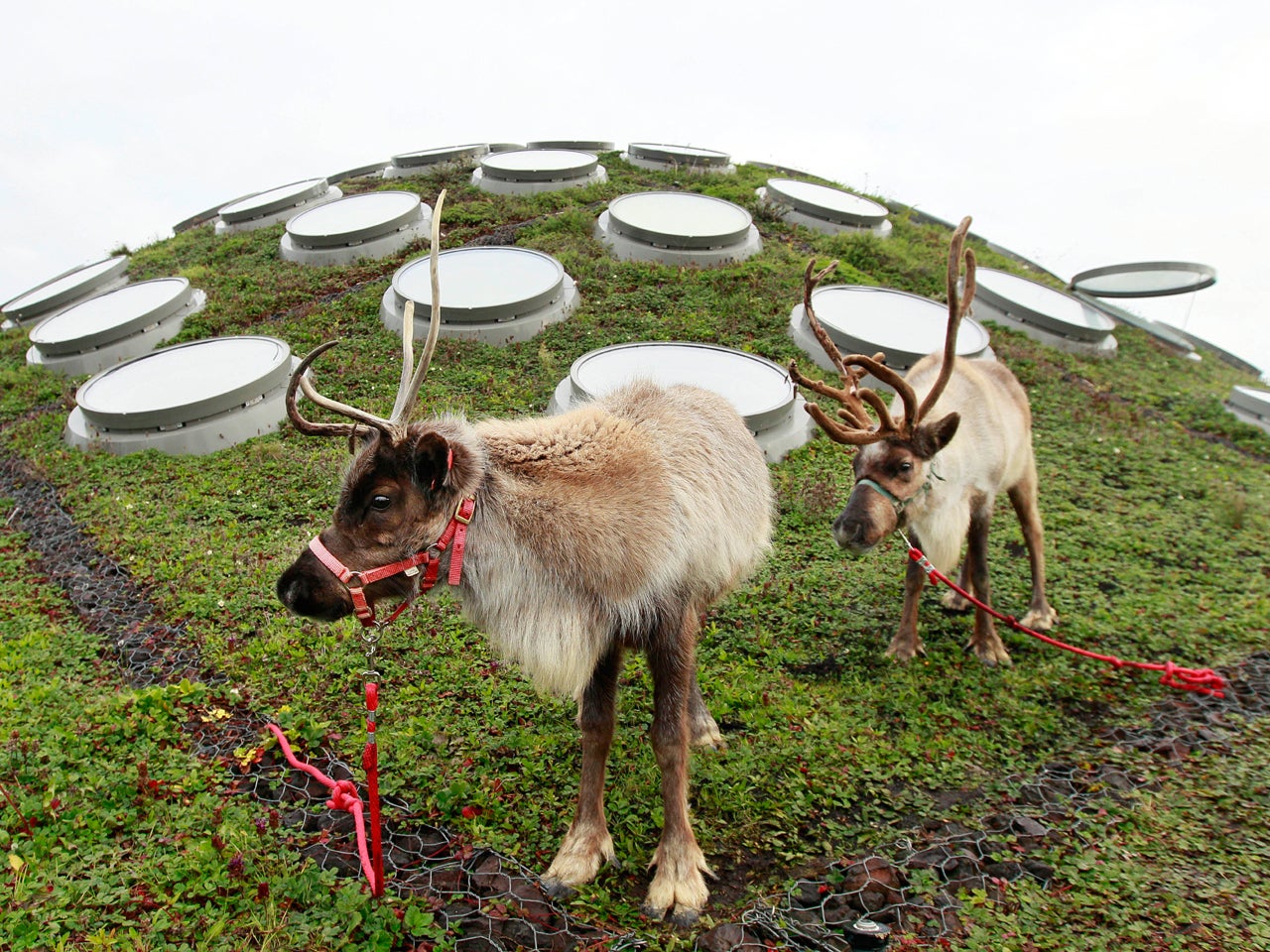 Scientists explain why Rudolph's nose is red - CBS News