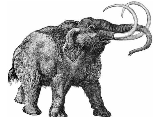 Cloning Of Woolly Mammoths No Longer Sci Fi Cbs News 4879