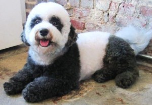 A bichon becomes a panda bear for Halloween 