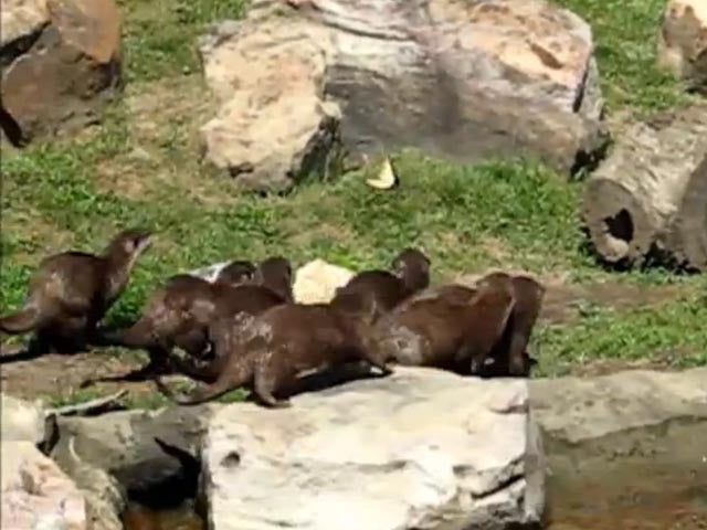 Family of otters chase a butterfly - CBS News