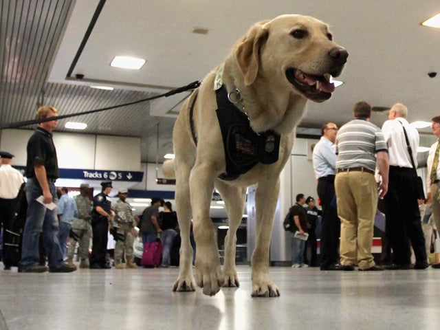 The new pack of bomb-sniffing dogs - CBS News