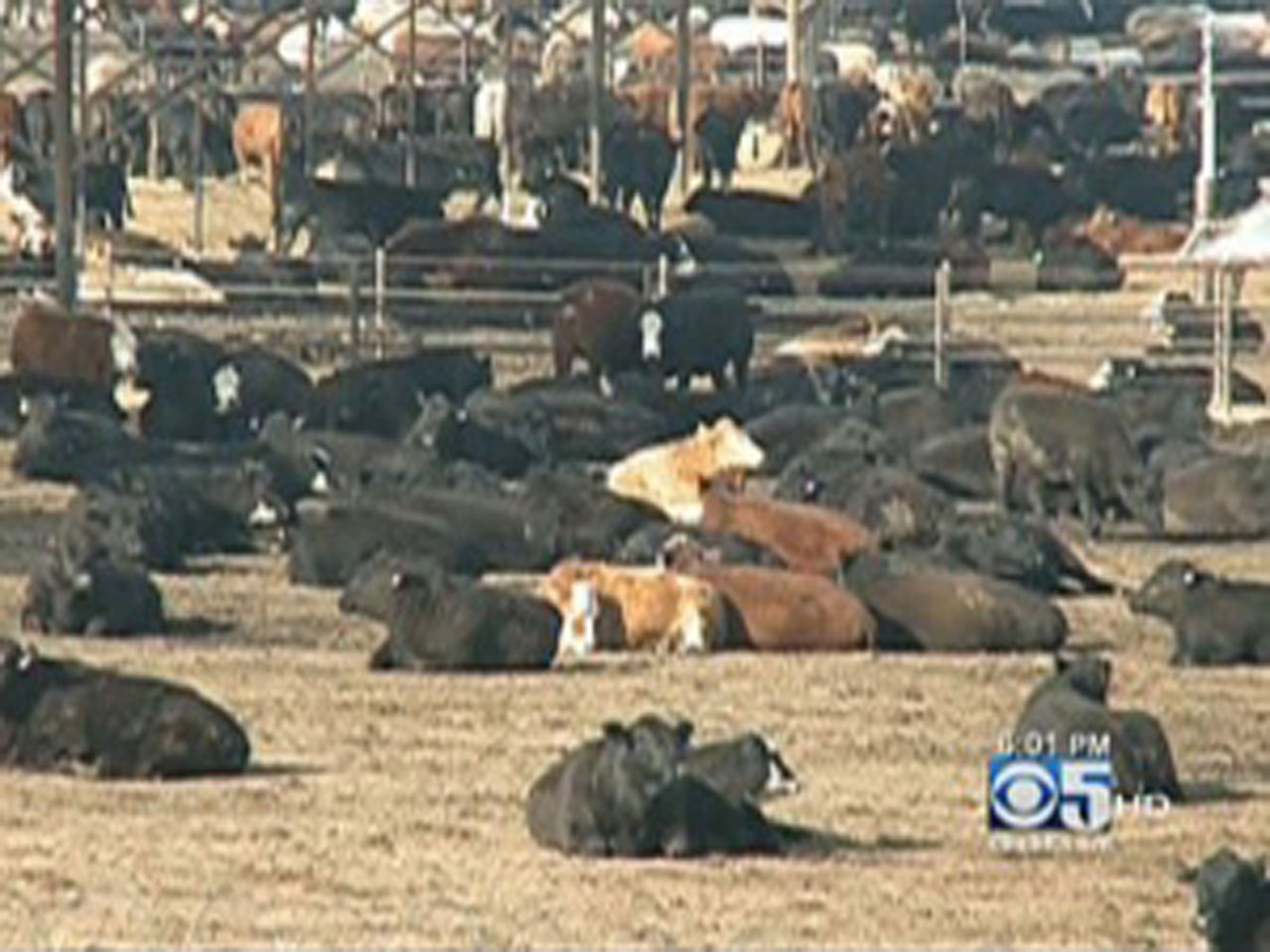 Animal rights activists claim responsibility for California cattle ranch  arson - CBS News