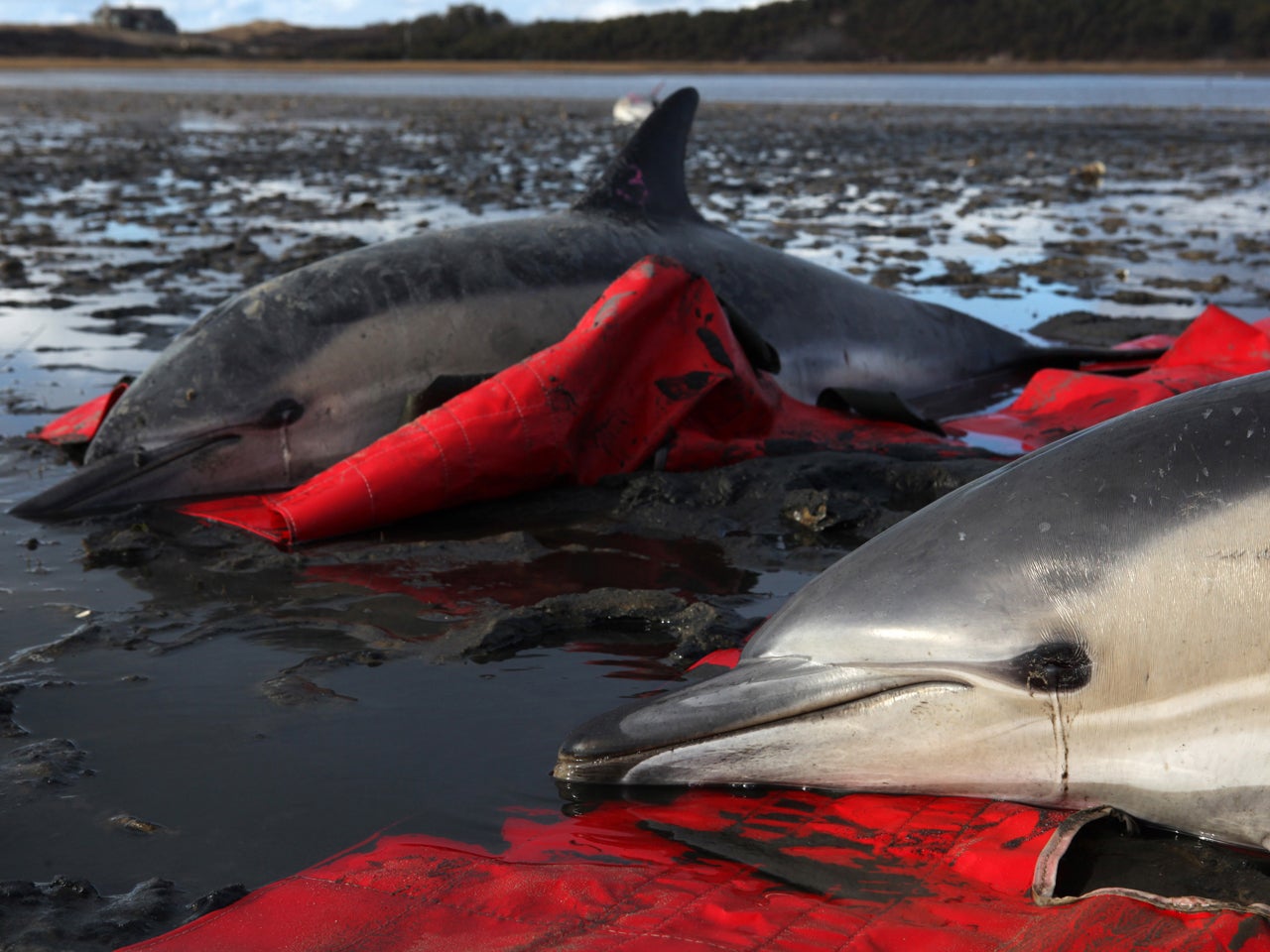 Mysterious Cape Cod Dolphin Beachings Continue - CBS News