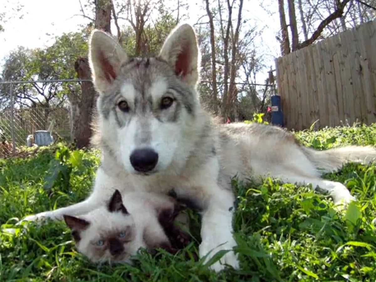 Cute kitten has a protective wolf for a mother CBS News