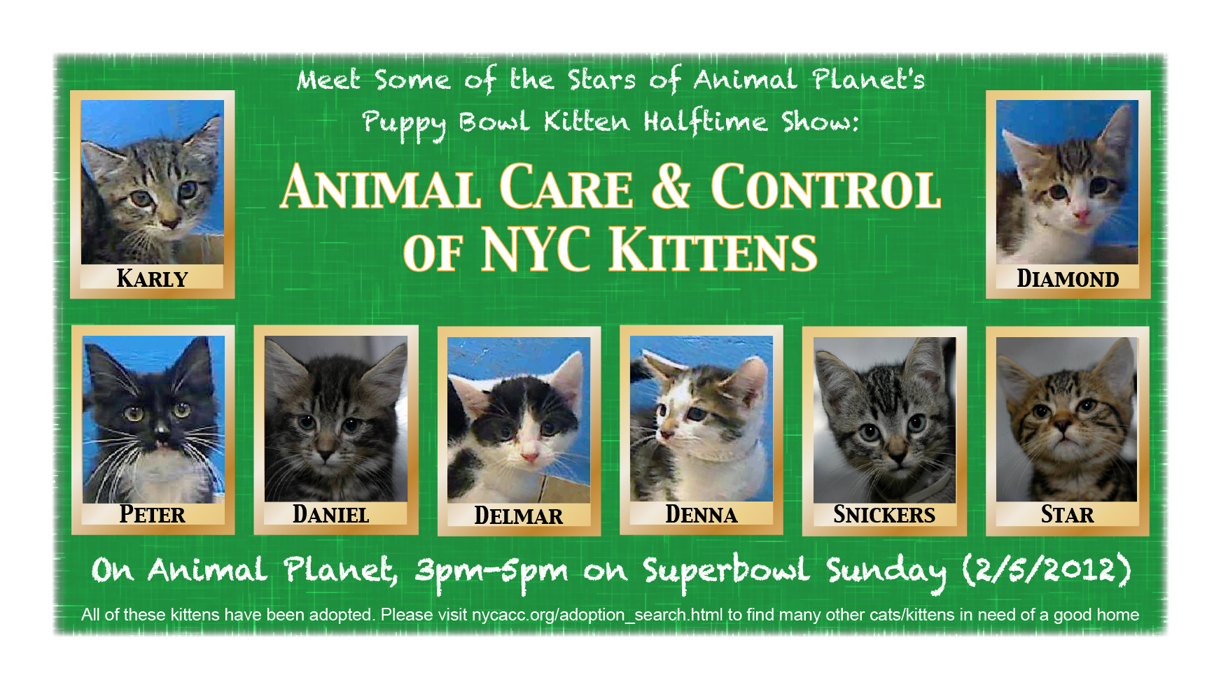 Animal Care &amp; Control Kittens Featured On Animal Planet  