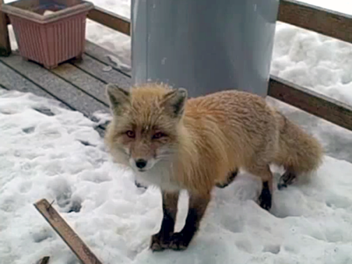 An eagle, fox and cat all meet on a porch in Alaska - CBS News