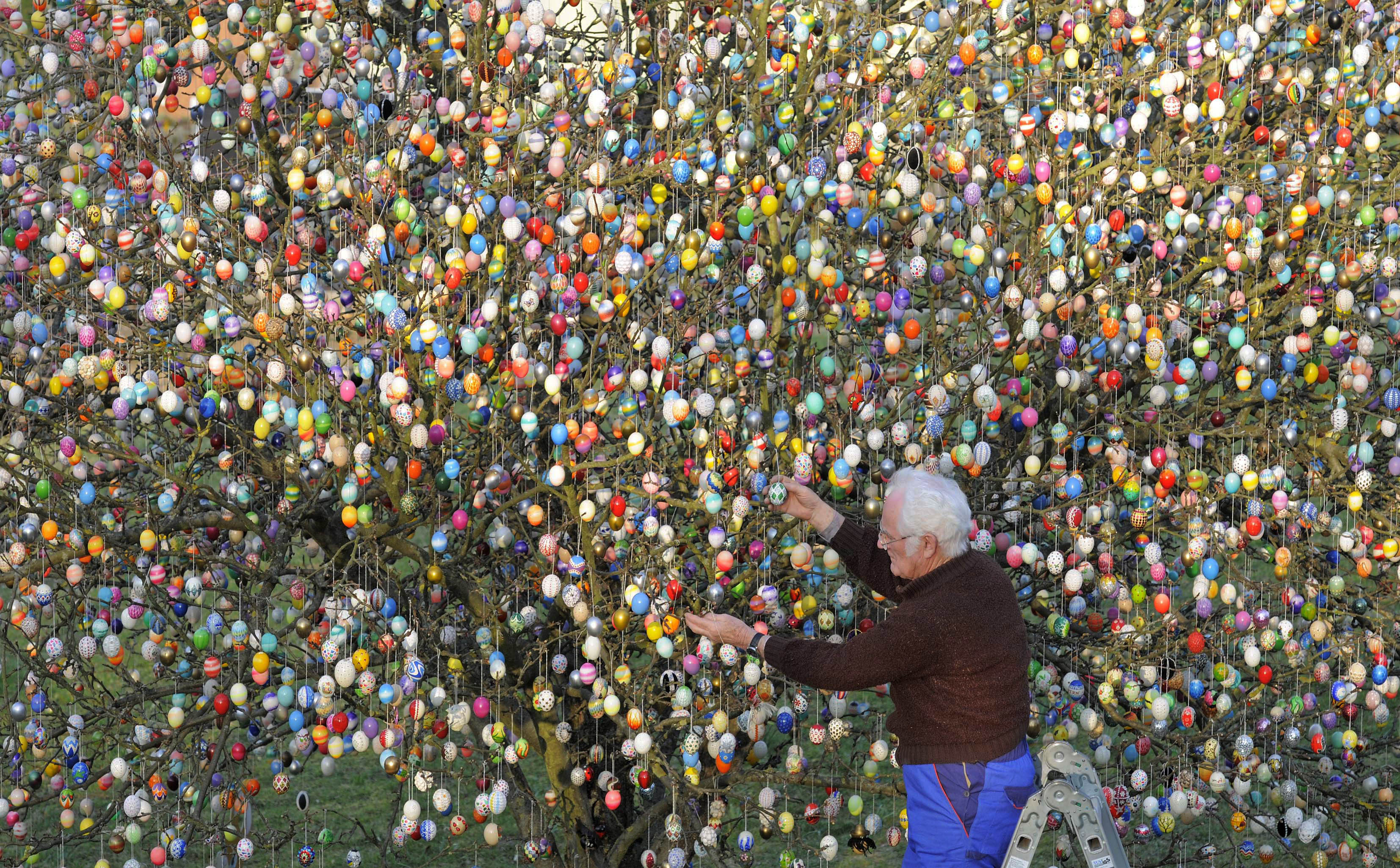 An Easter egg tree grows in Germany - CBS News