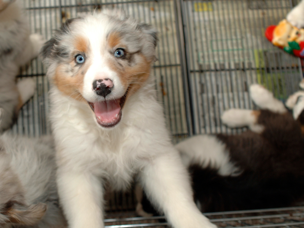 why is classical music good for dogs