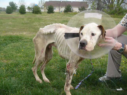 Hercules, the abused dog in New Jersey 
