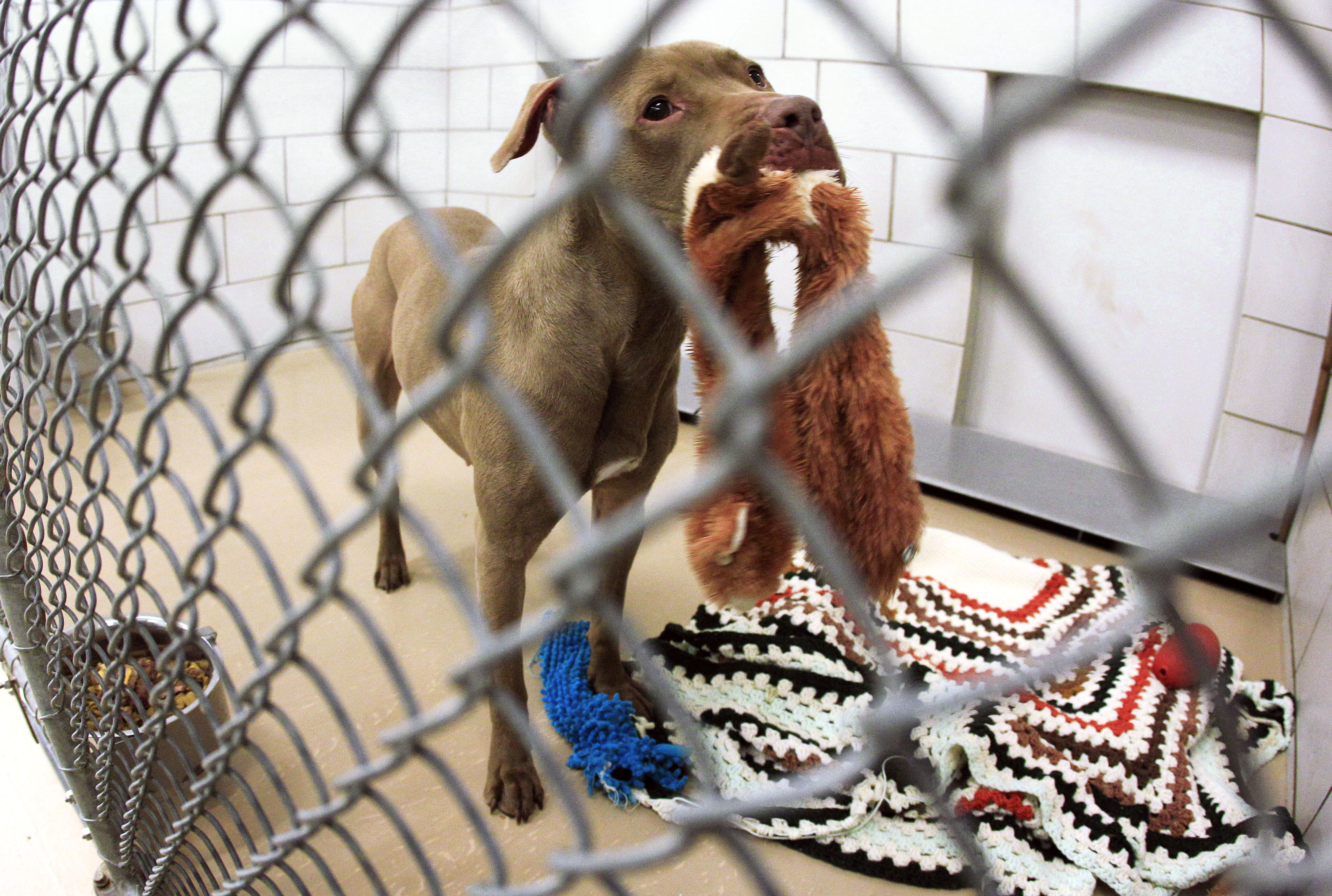 Judge gives Tenn. dog on death row a reprieve - CBS News