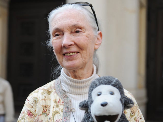 jane goodall stuffed monkey