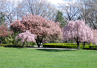 Queens Botanical Garden 