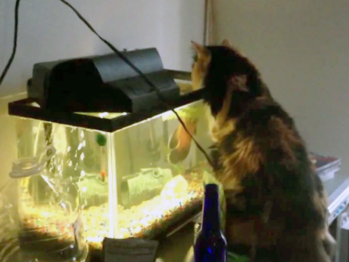 Cat won't be trying to eat fish in aquarium anymore CBS News