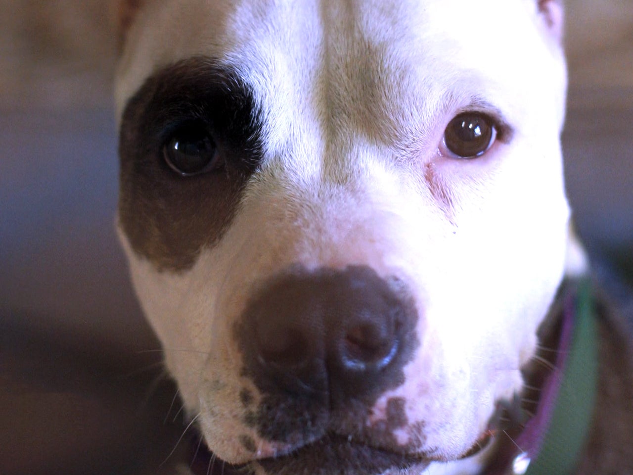 Pit bulls no longer seen as "vicious" in Ohio CBS News