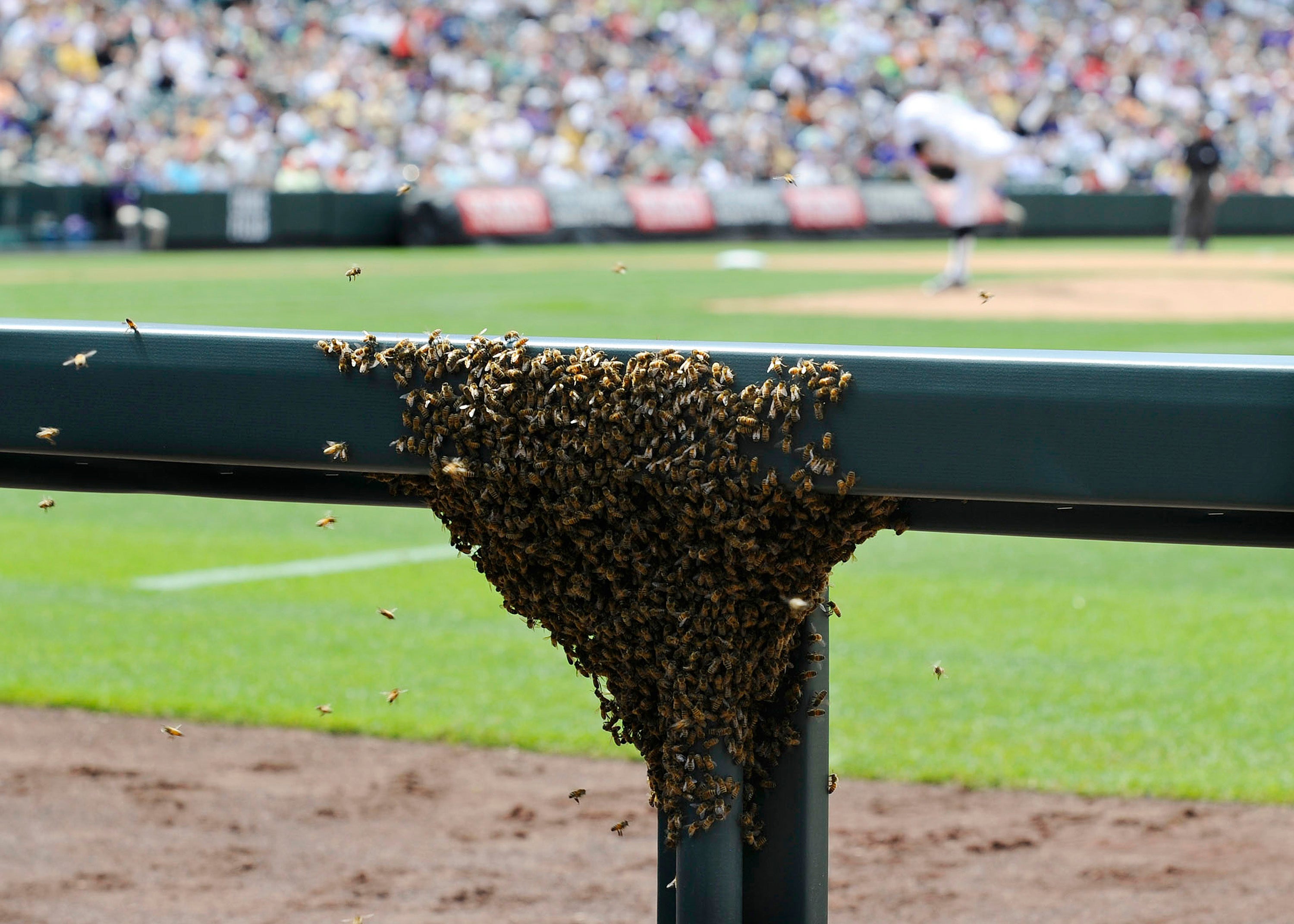 Swarm of bees invade RockiesDiamondbacks game CBS News