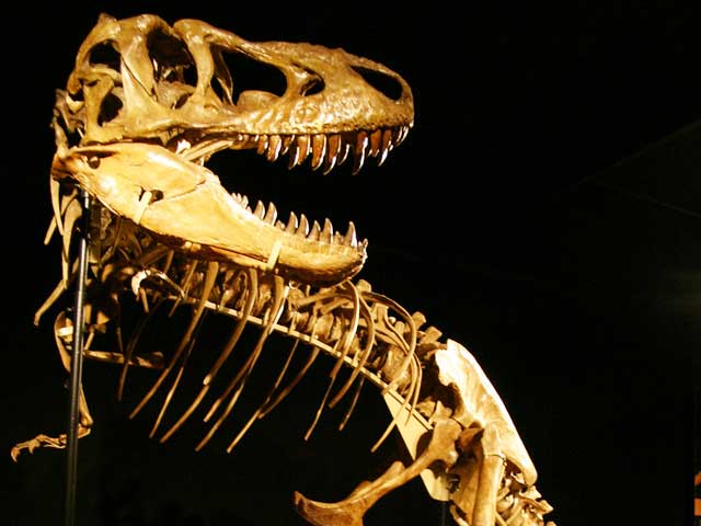 tarbosaurus fossil