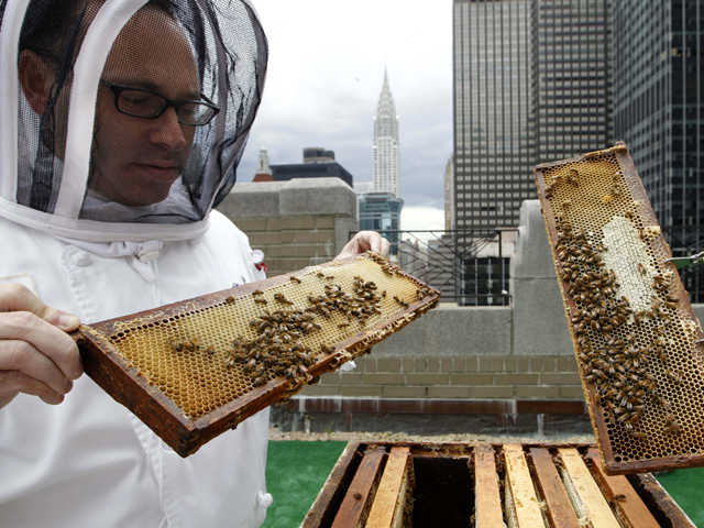 City Beekeeping ~ Honey for Health