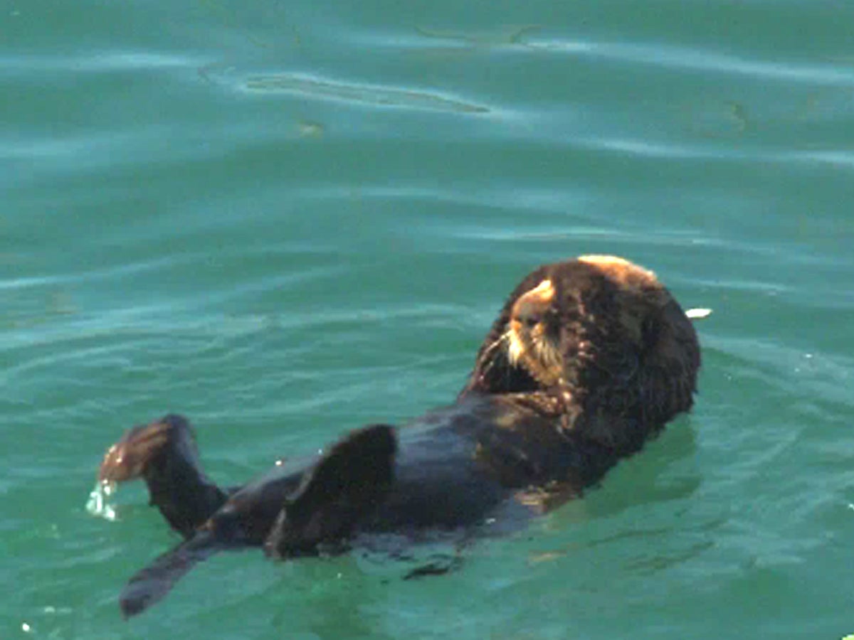 Adorable sea otter beats the heat with a swim in cold water CBS News