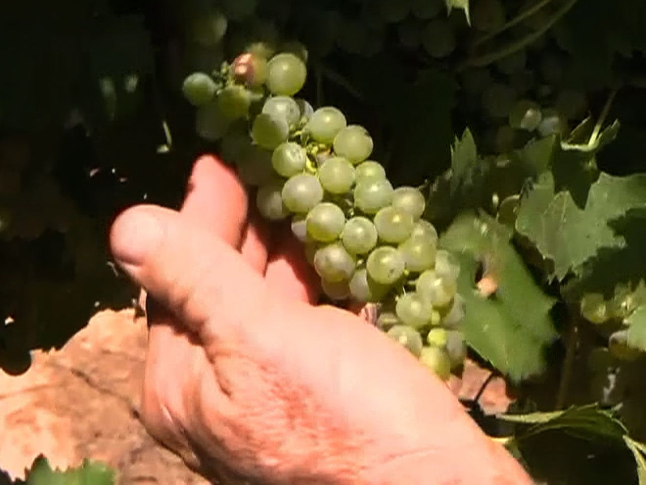 Amid drought, wine grapes save a cotton farmer CBS News