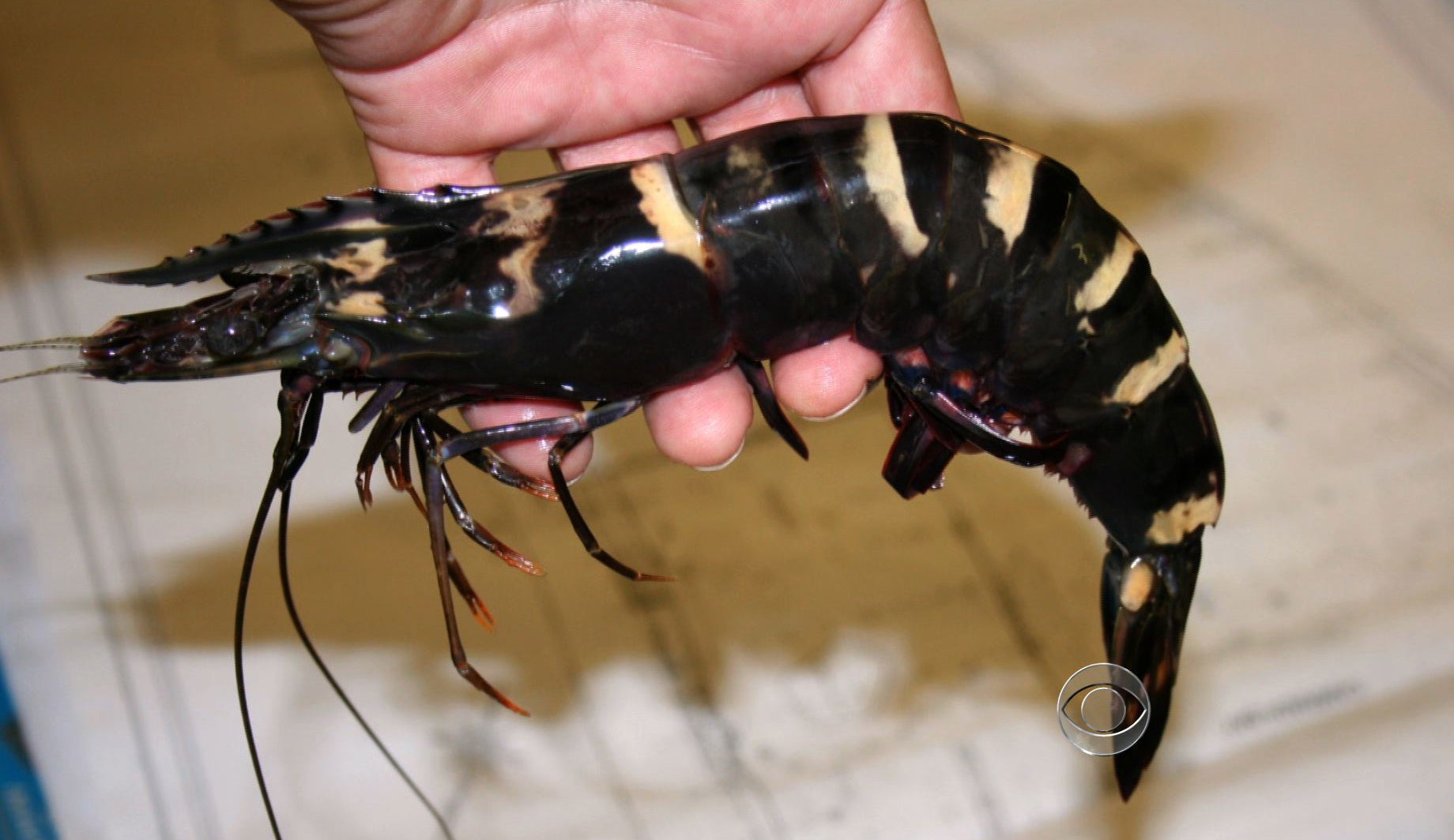 Giant Asian tiger prawn invade Gulf waters - CBS News