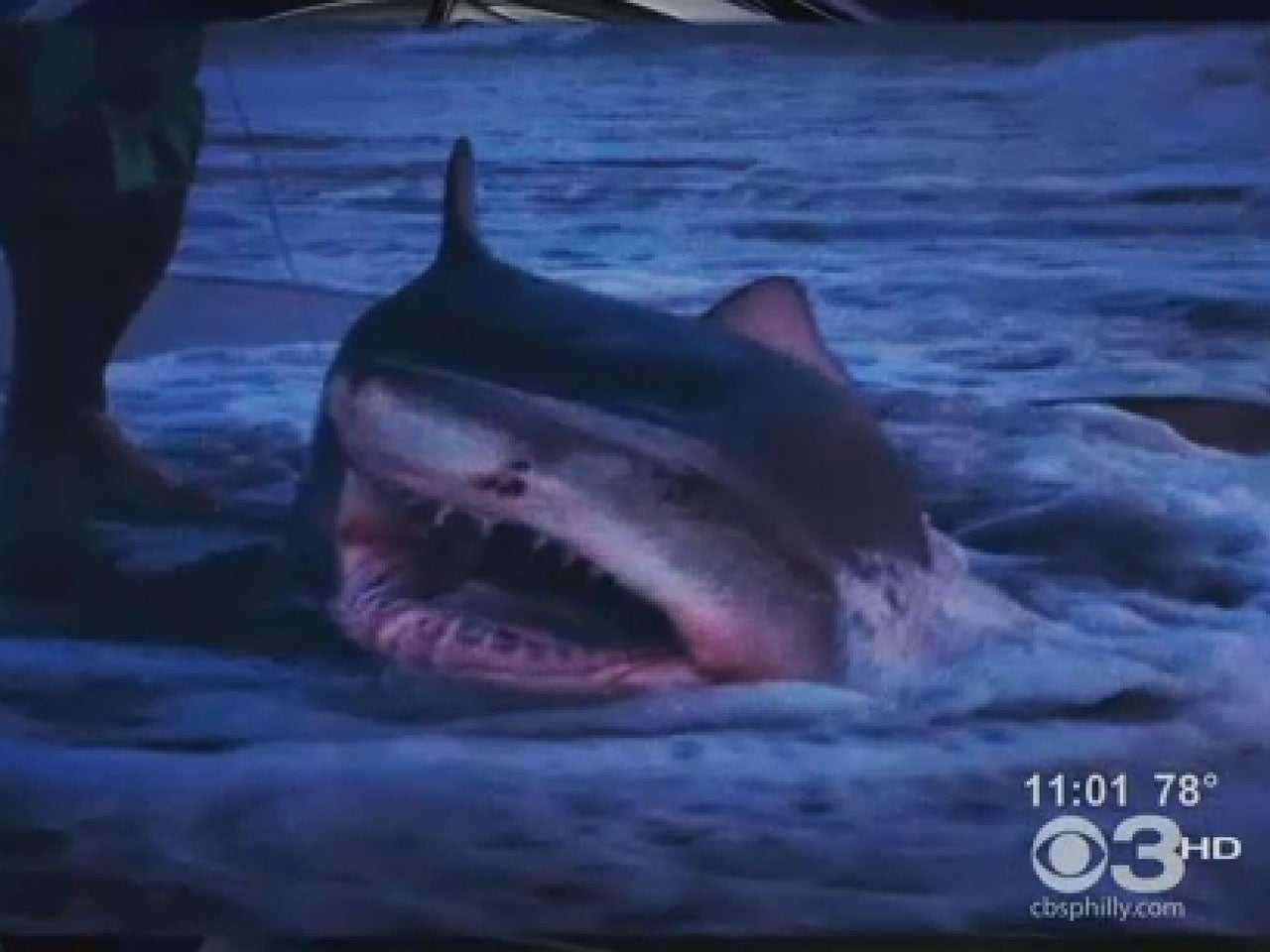 N.J. man catches 7-foot shark in kayak - CBS News