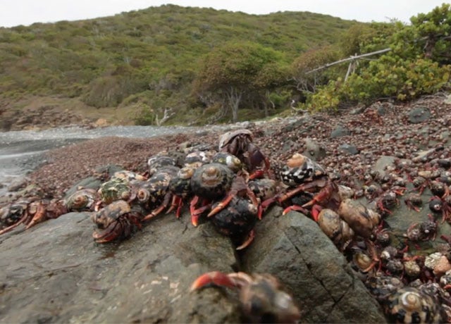Watch: "Millions and millions" of hermit crabs on beach - CBS News