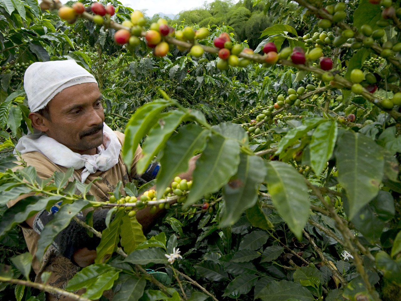 Coffee price skyrockets as weather affects crops - CBS News