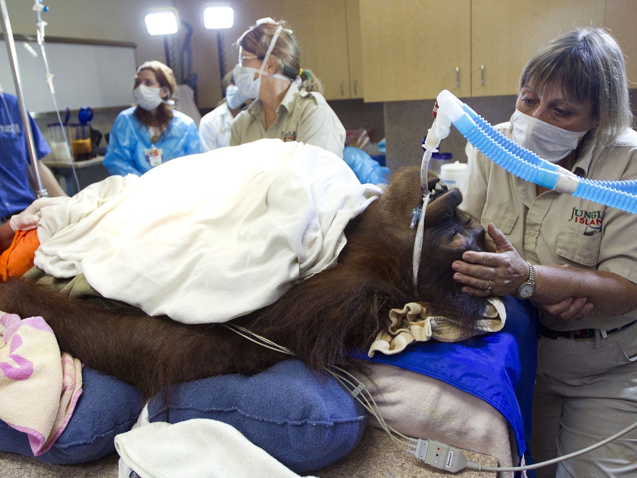 8yearold Miami orangutan undergoes human chemotherapy to treat cancer(00)