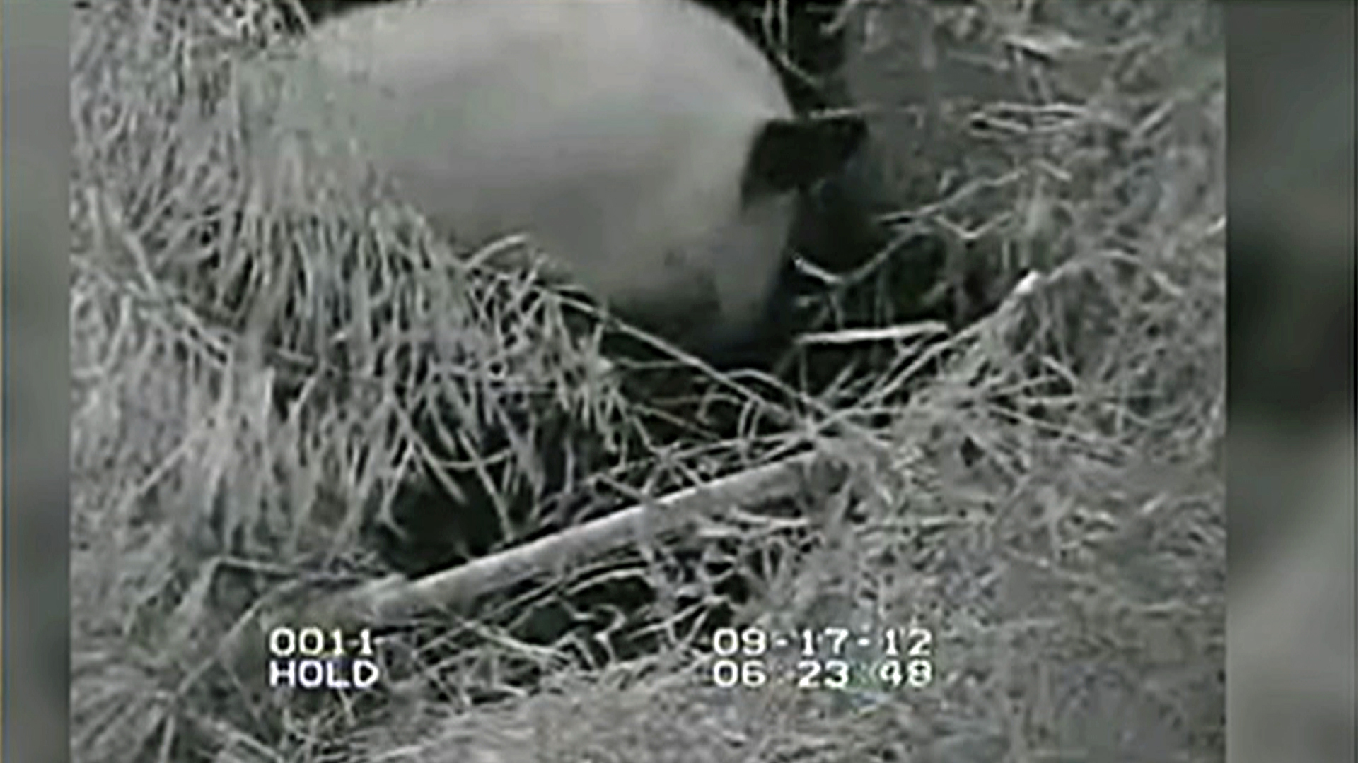 National Zoo: Baby panda death "devastating" - CBS News