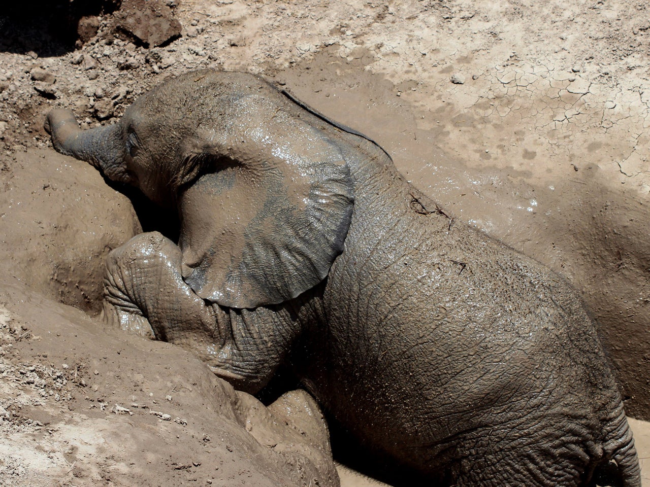 Baby elephant rescued from muddy hole in Kenya - CBS News