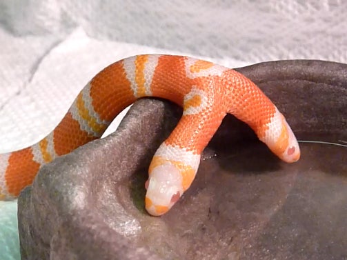 You've got to check out this two-headed snake - CBS News