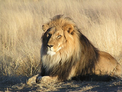 african-lion.gif 