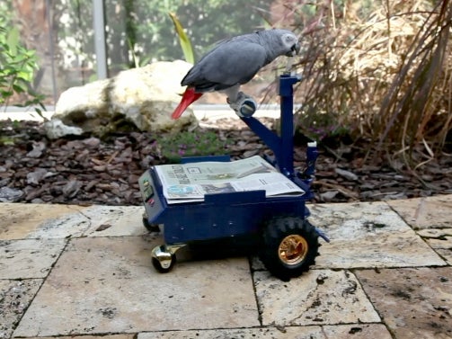 Watch this parrot ride around in tricked out buggy made for birds - CBS ...