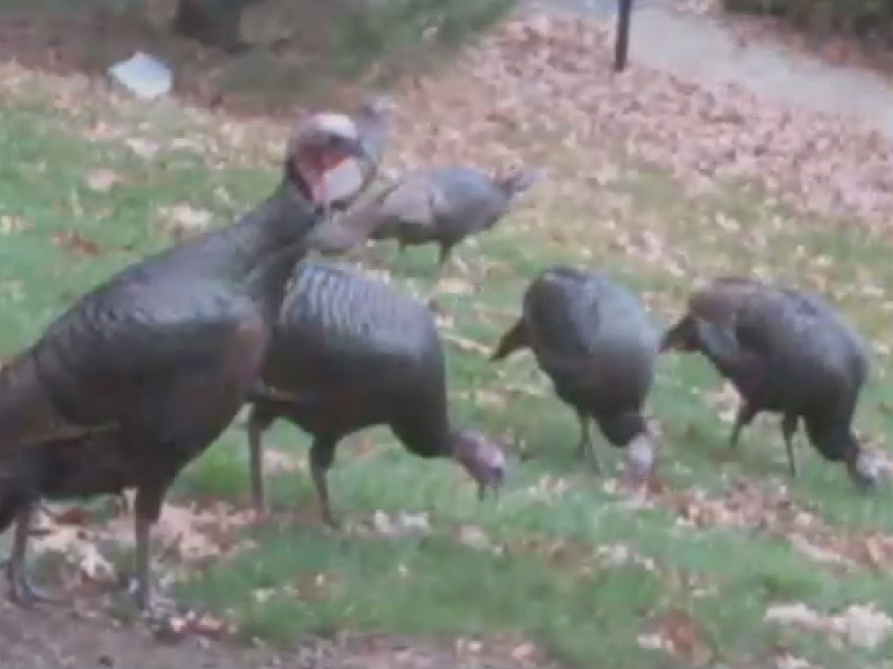 Wild Turkeys Terrorize Massachusetts Town Residents Cbs News