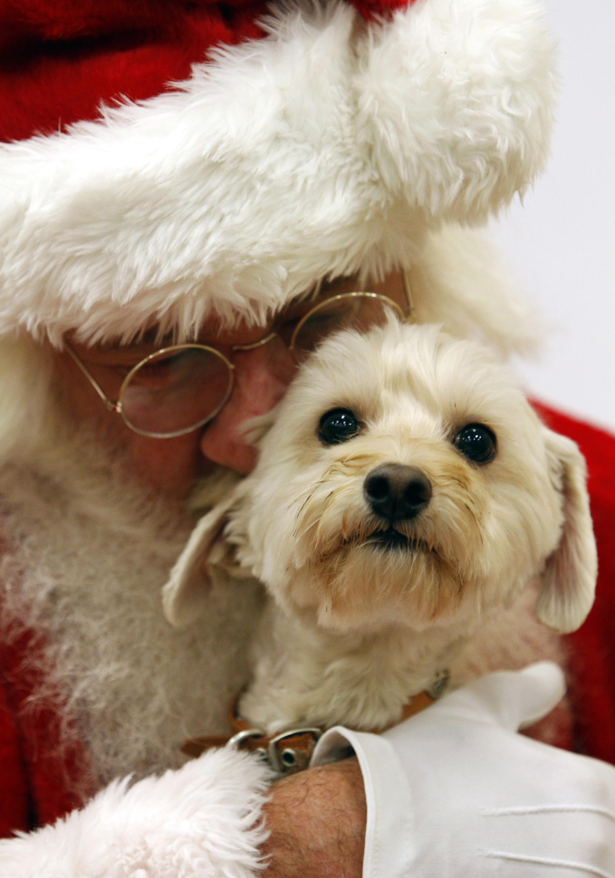 Holiday gifts for pets following high-tech trend