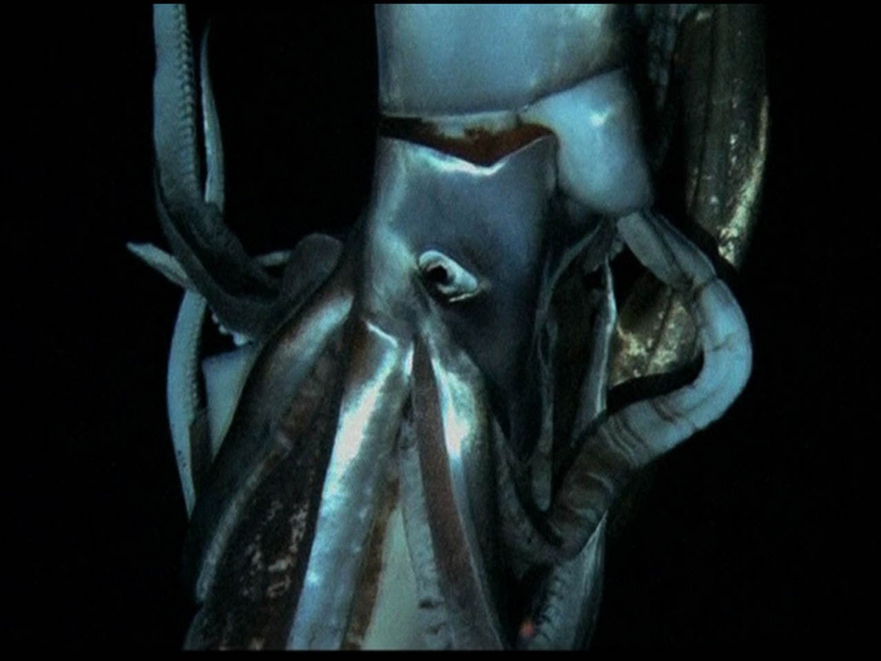 Giant squid filmed alive in deep sea for first time - CBS News