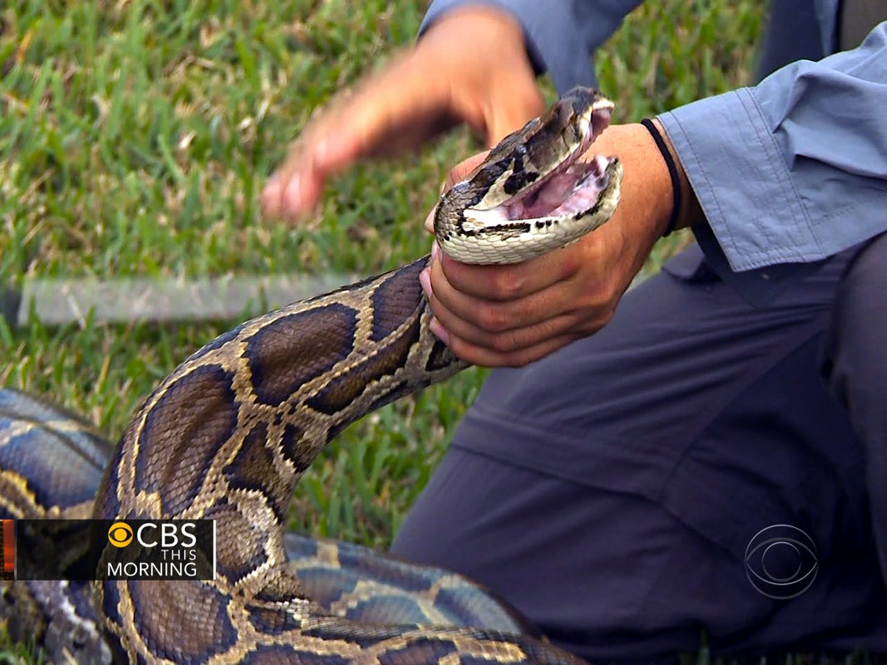 Python hunters: Inside their Everglades search - CBS News